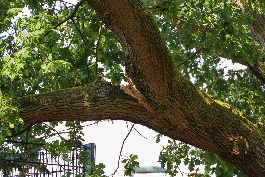 Enorme loshangende tak door brandweer verwijderd