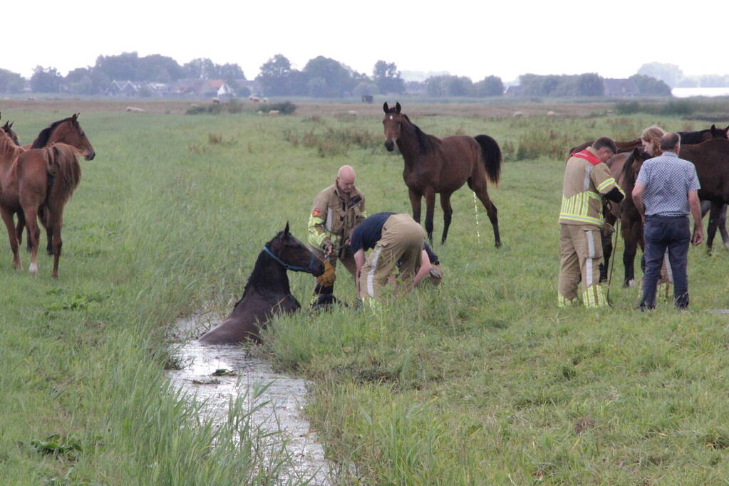 Loslopend paard eindigt in de sloot