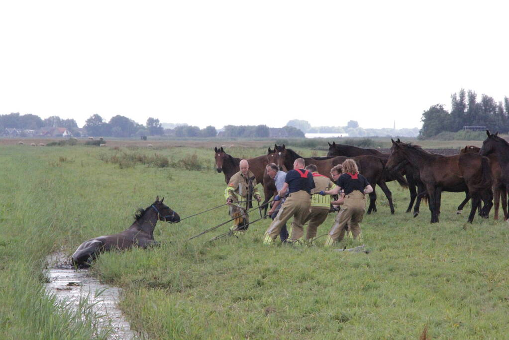 Loslopend paard eindigt in de sloot
