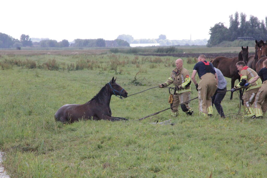 Loslopend paard eindigt in de sloot