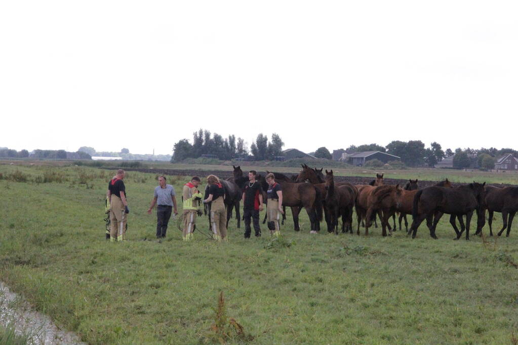 Loslopend paard eindigt in de sloot
