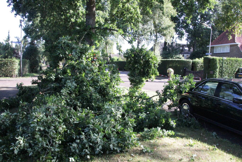 Forse takken uit boom gewaaid