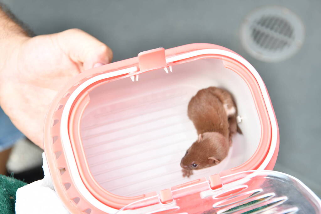 Jonge bunzings opgejaagd door hond