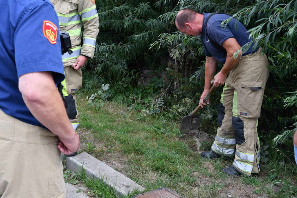 Jonge bunzings opgejaagd door hond