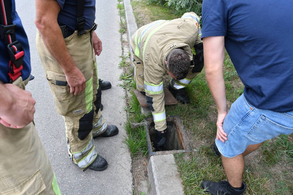 Jonge bunzings opgejaagd door hond
