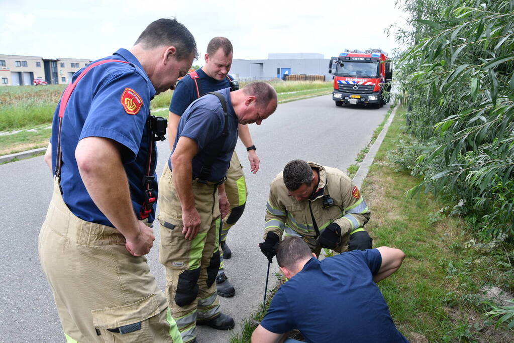 Jonge bunzings opgejaagd door hond