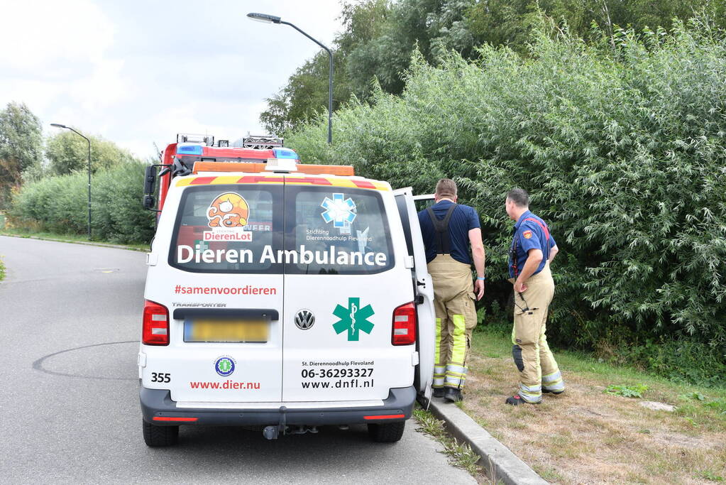 Jonge bunzings opgejaagd door hond