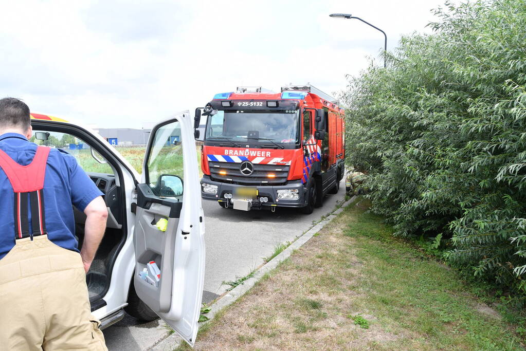Jonge bunzings opgejaagd door hond