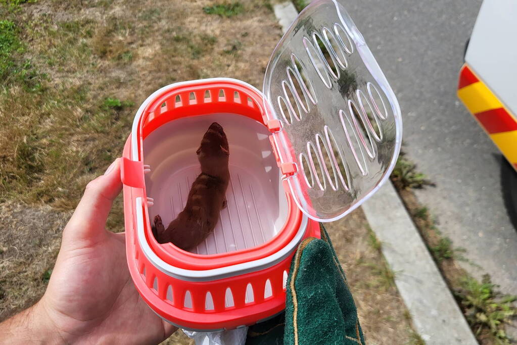 Jonge bunzings opgejaagd door hond