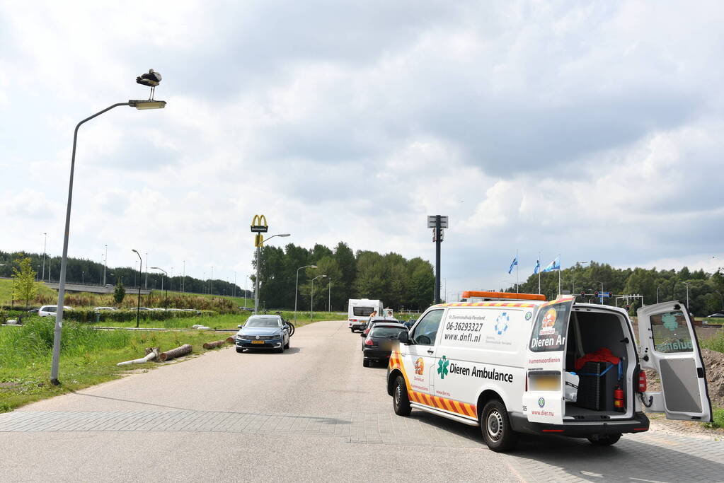 Gewonde ooievaar laat zich niet vangen