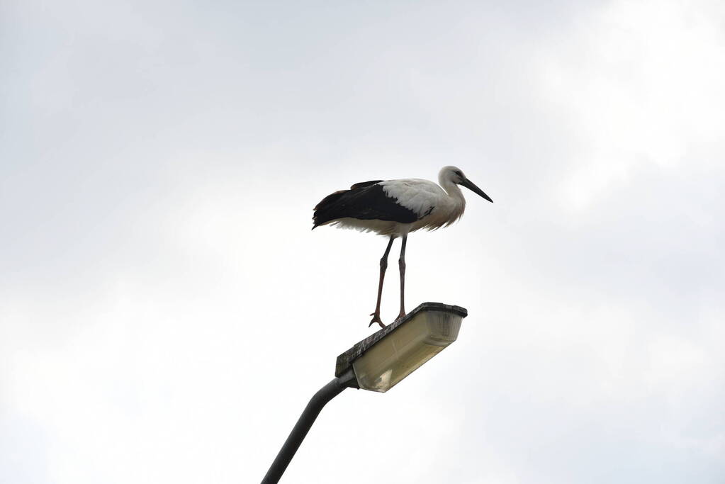 Gewonde ooievaar laat zich niet vangen