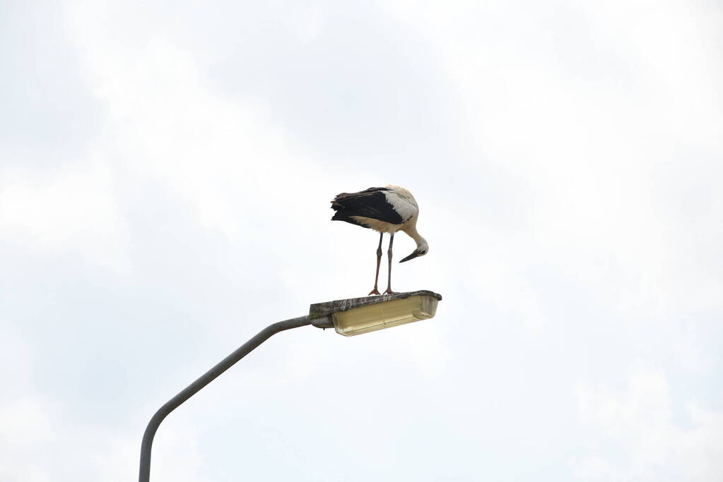 Gewonde ooievaar laat zich niet vangen