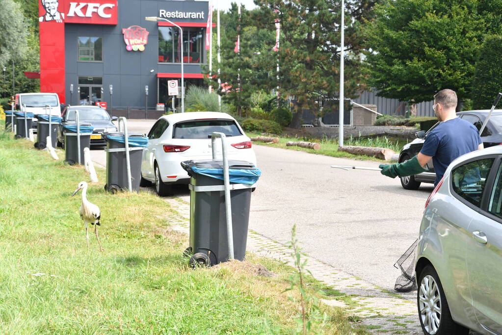 Gewonde ooievaar laat zich niet vangen