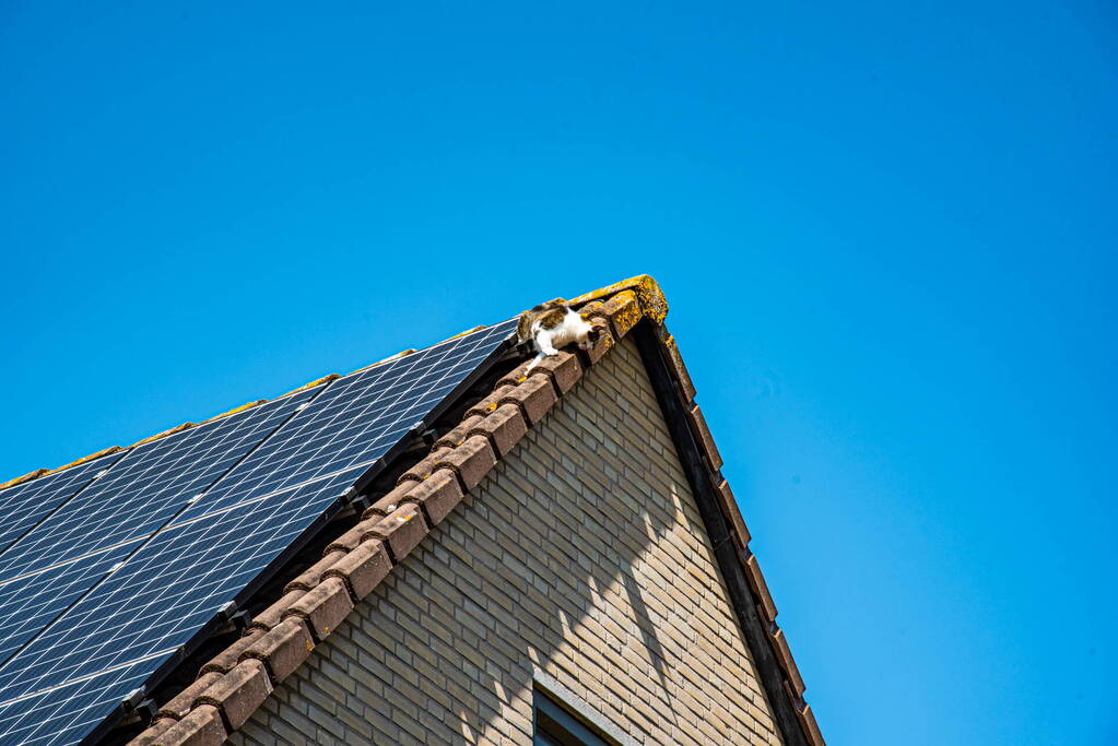 Kat springt van dak bij reddingsactie