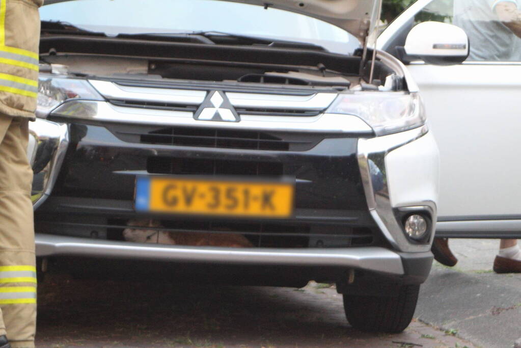 Kat vast in motorcompartiment van auto