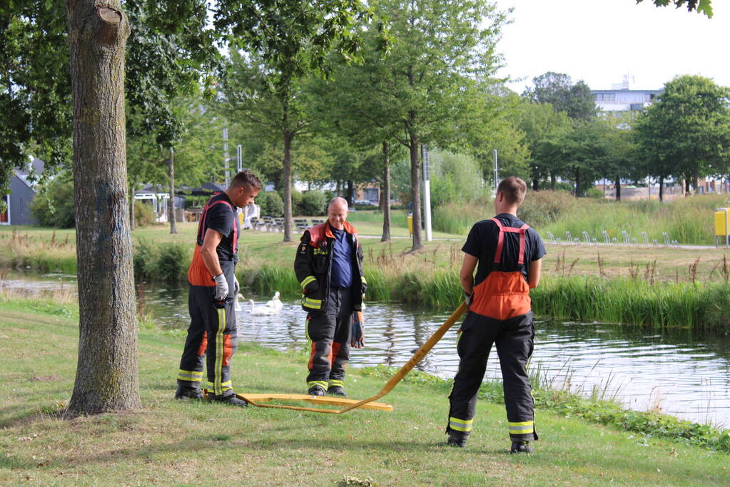 Gewonde zwaan laat zich lastig vangen