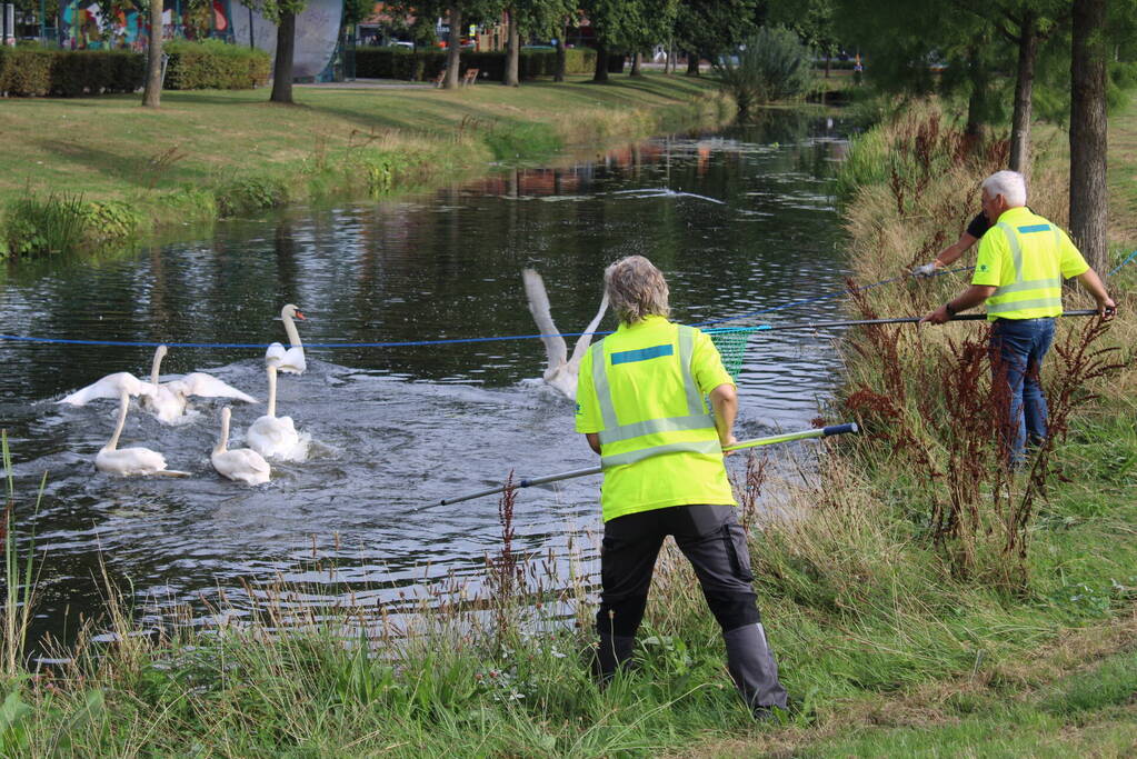 Gewonde zwaan laat zich lastig vangen
