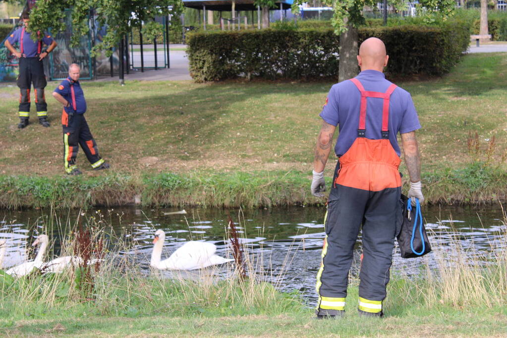 Gewonde zwaan laat zich lastig vangen