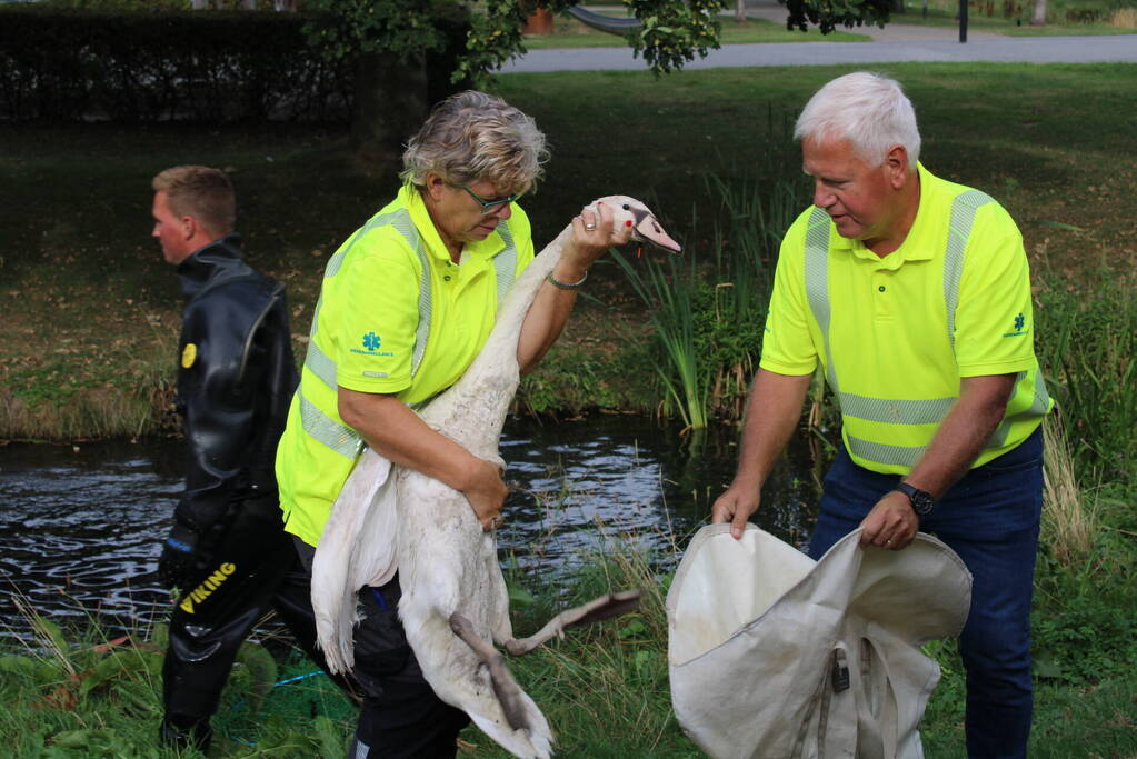 Gewonde zwaan laat zich lastig vangen