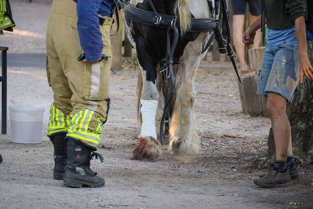 Ruiter gewond na op hol geslagen paard