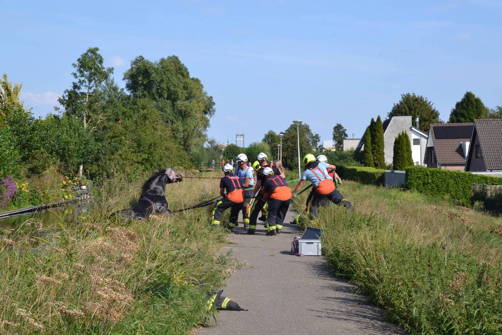 Brandweer redt paard uit water