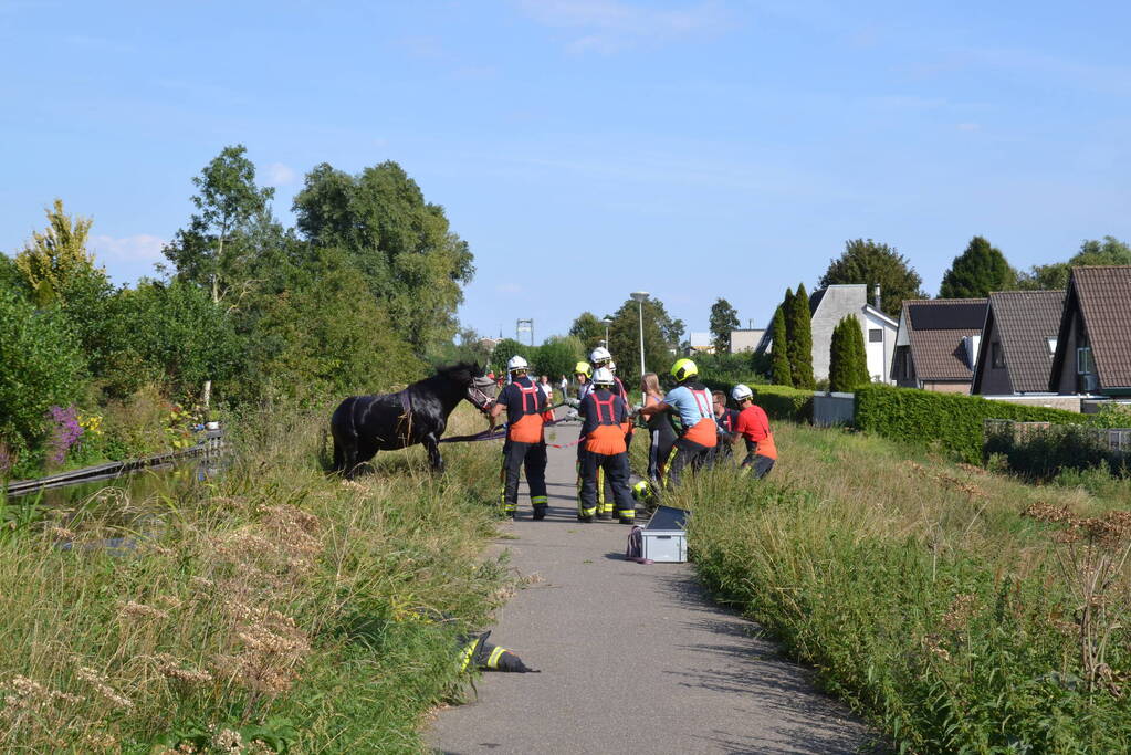 Brandweer redt paard uit water