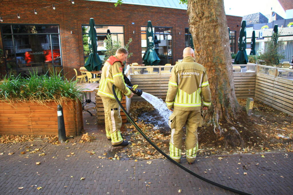 Bladen rondom boom vliegen in brand