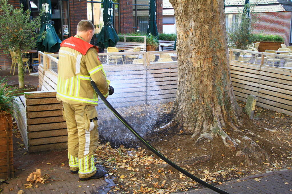 Bladen rondom boom vliegen in brand