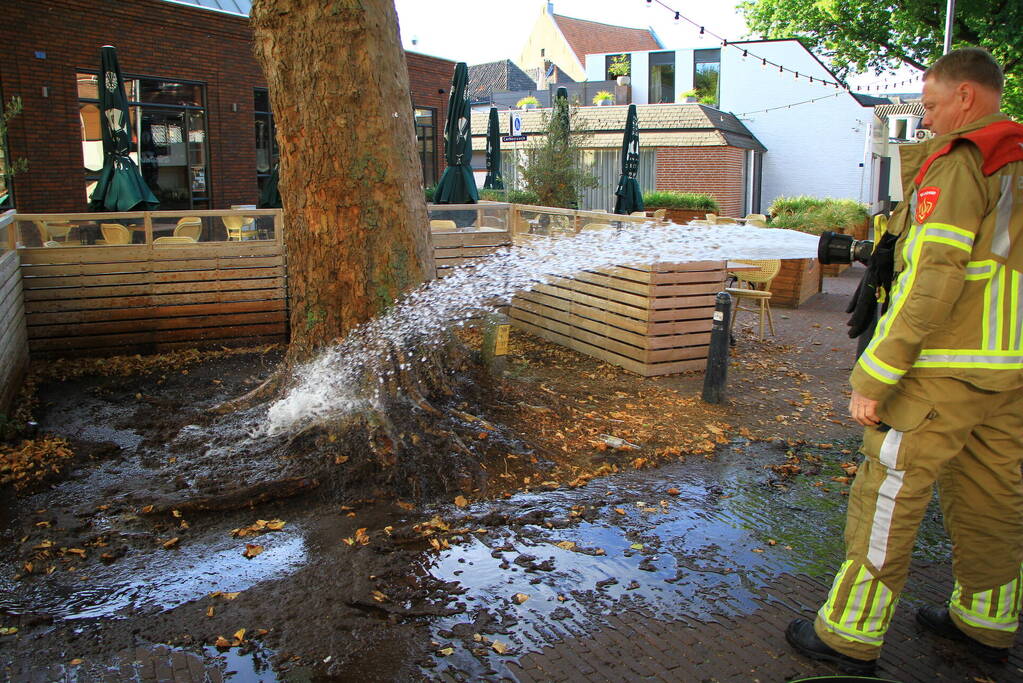 Bladen rondom boom vliegen in brand