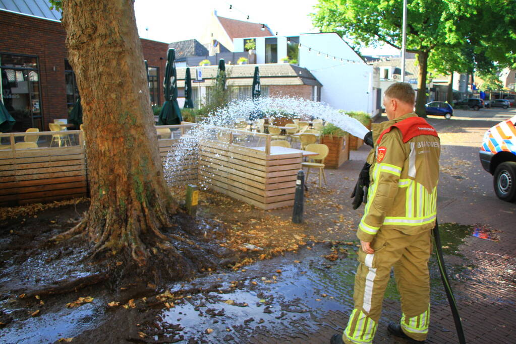 Bladen rondom boom vliegen in brand