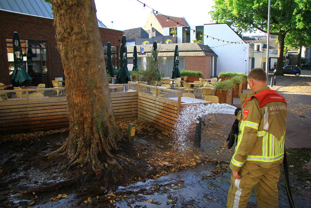Bladen rondom boom vliegen in brand