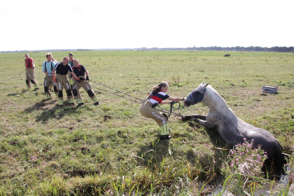 Brandweer redt paard uit sloot