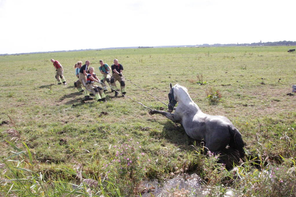 Brandweer redt paard uit sloot