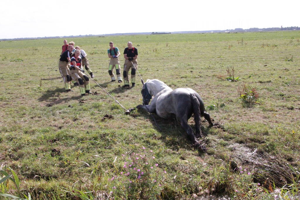 Brandweer redt paard uit sloot