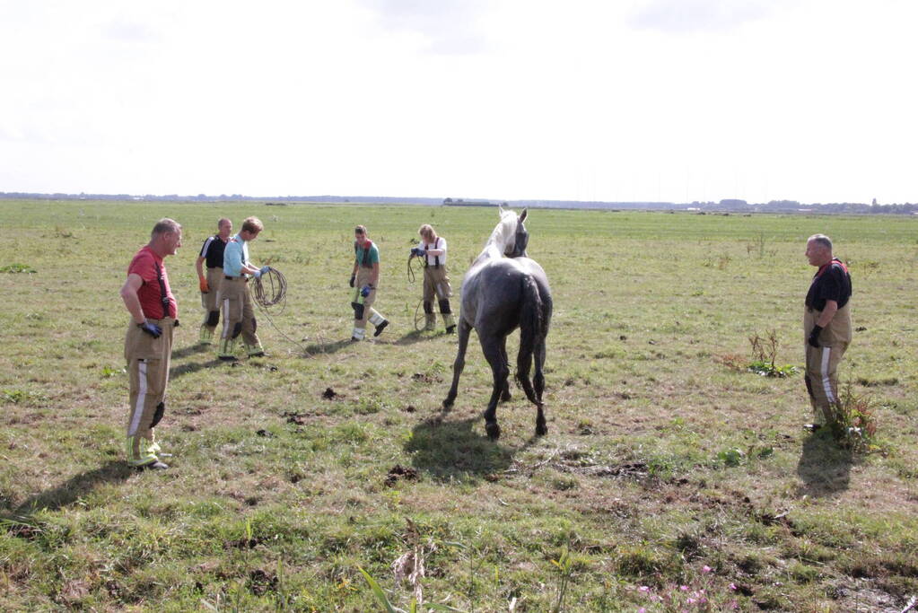 Brandweer redt paard uit sloot