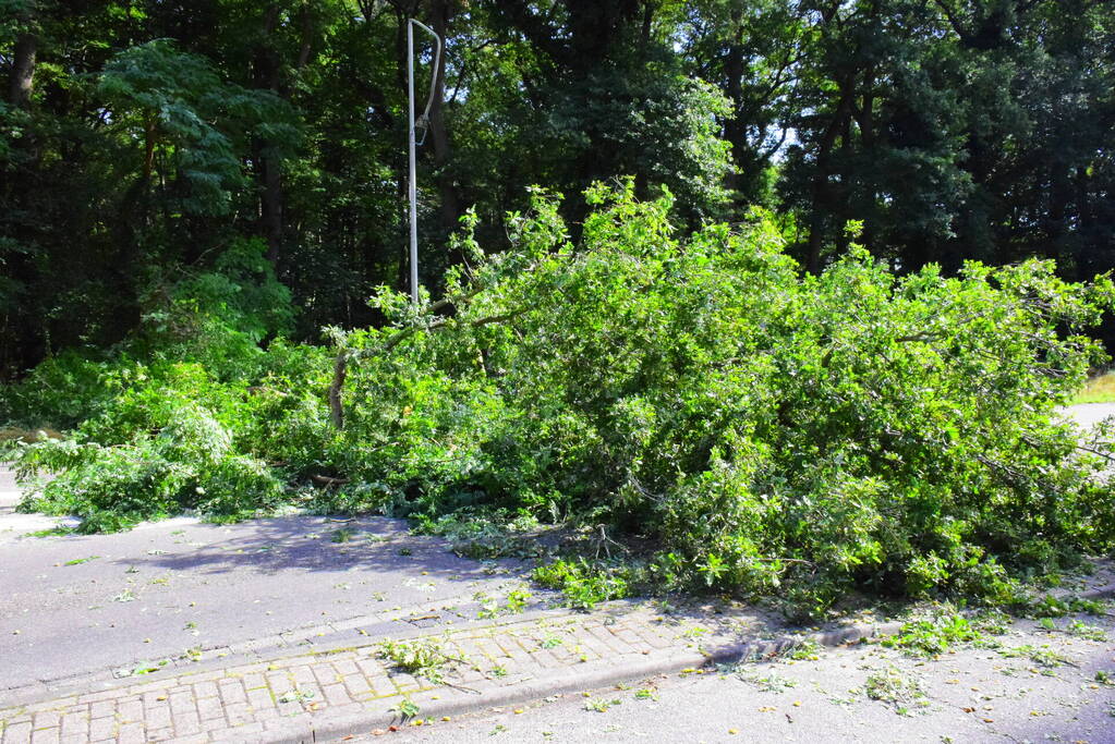 Auto flinke beschadigd door omgevallen boom
