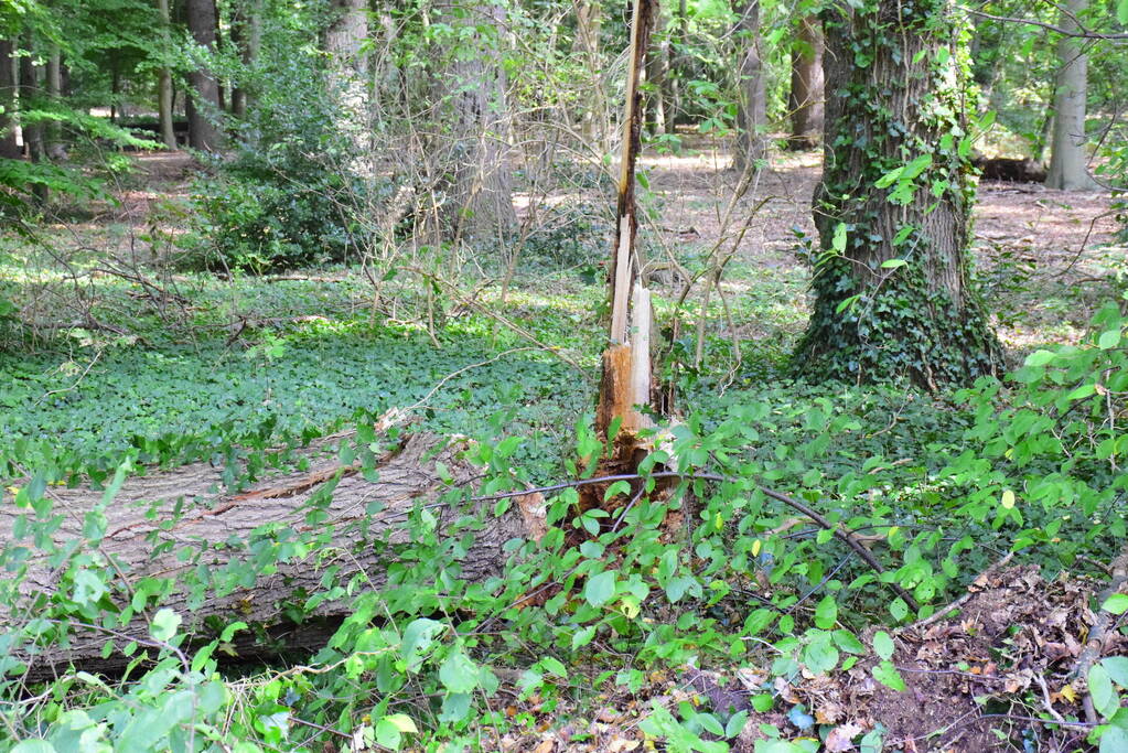 Auto flinke beschadigd door omgevallen boom