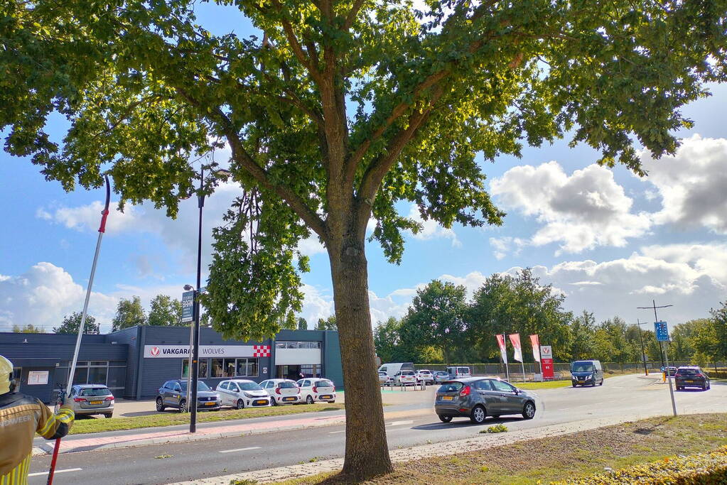 Brandweer verwijdert loshangende tak