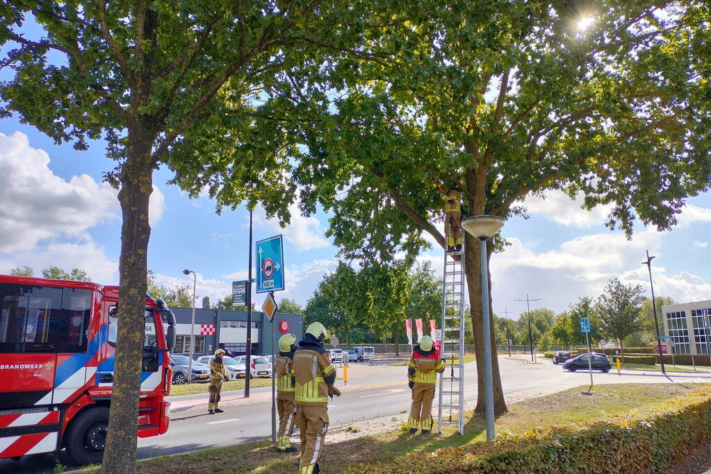 Brandweer verwijdert loshangende tak