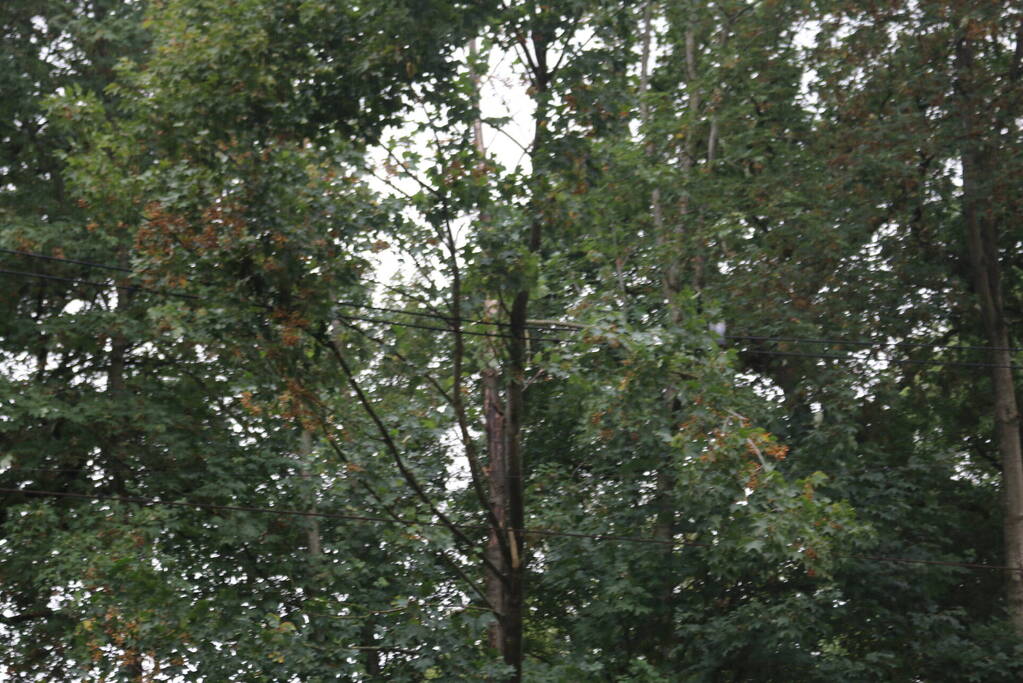 Boom valt op bovenleiding van treinspoor