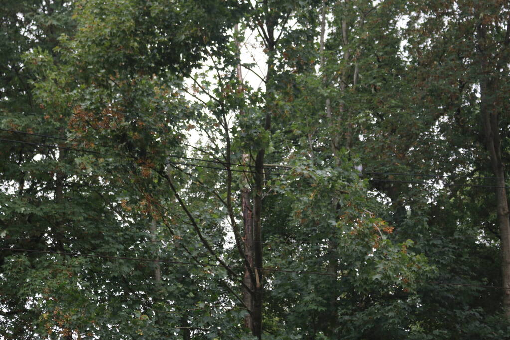 Boom valt op bovenleiding van treinspoor