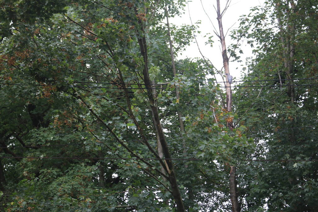 Boom valt op bovenleiding van treinspoor