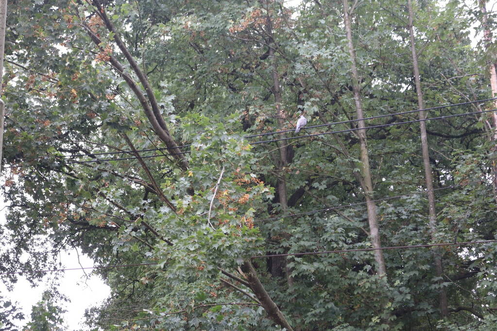 Boom valt op bovenleiding van treinspoor
