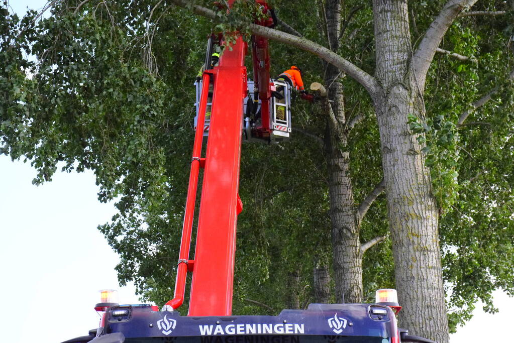 Brandweer ingezet voor loshangende tak