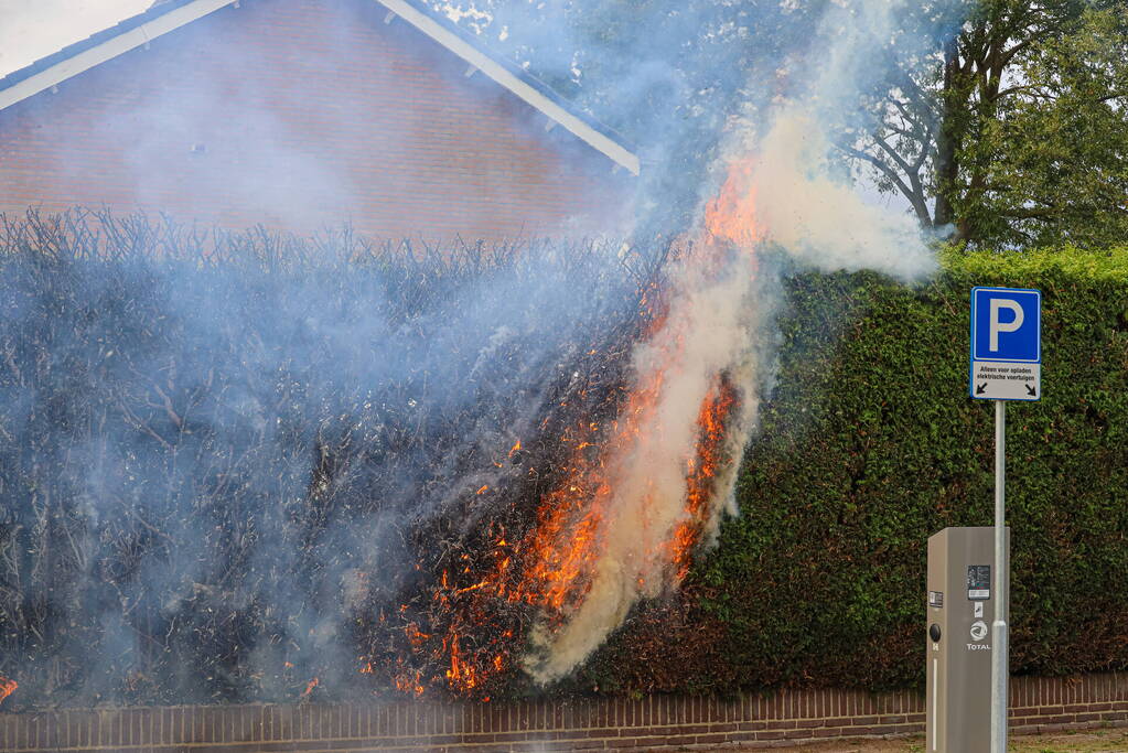 Onkruidbrander zet coniferenhaag in brand