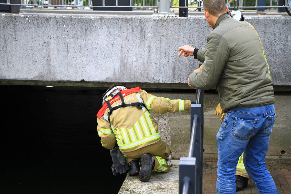 Kat kiest het hazenpad na reddingsactie