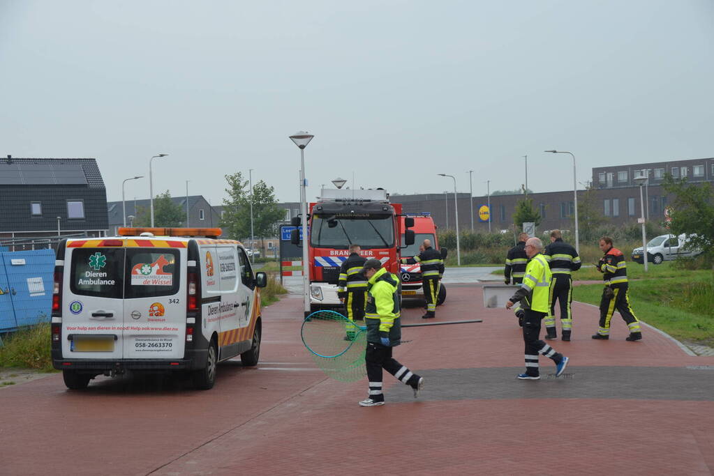 Kip te water gered door brandweerlieden
