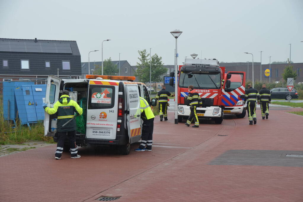 Kip te water gered door brandweerlieden