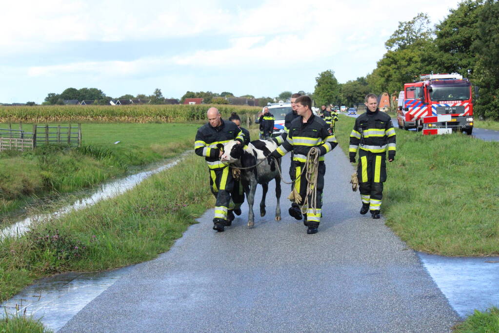 Hulpdiensten ingezet voor koe in de sloot