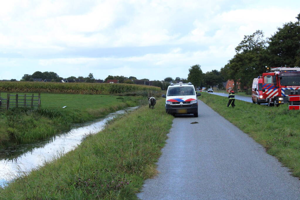 Hulpdiensten ingezet voor koe in de sloot